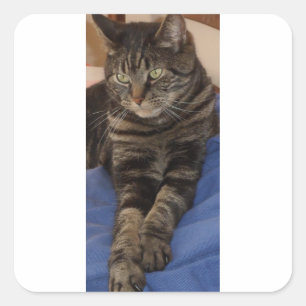 Regal Dave Glossy Square Pegatinas