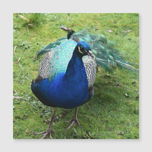 Regal Peacock Power Magnetic Card (Anverso)
