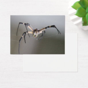 Regalo Argiope Spider Lover