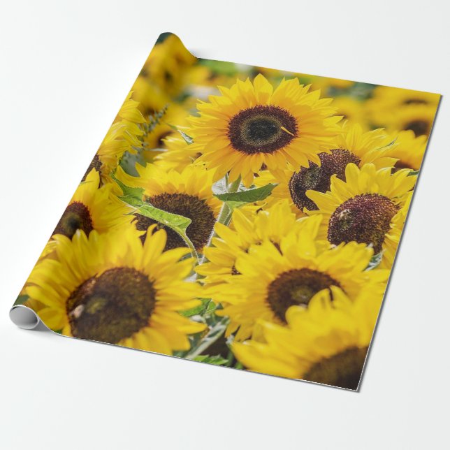 Regalo Campo de los girasoles Diseño Papel de envolver (Desenrollado)