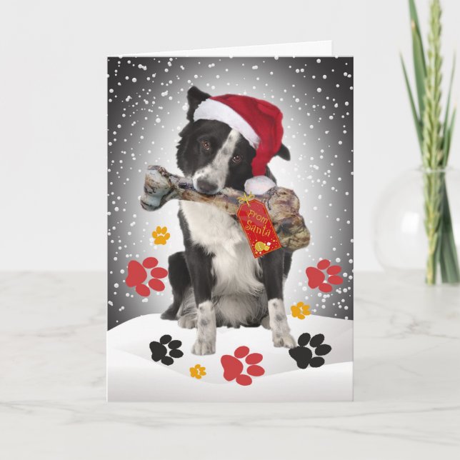 Regalo de la frontera de Collie de las tarjetas Sa (Anverso)