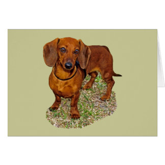 Regalo de la miniatura del Dachshund