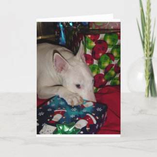 regalo de Navidad de bull terrier del inglés