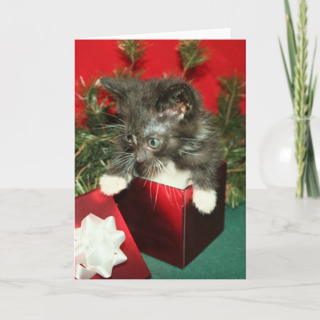 Regalo del presente del gatito de la tarjeta de (Anverso)