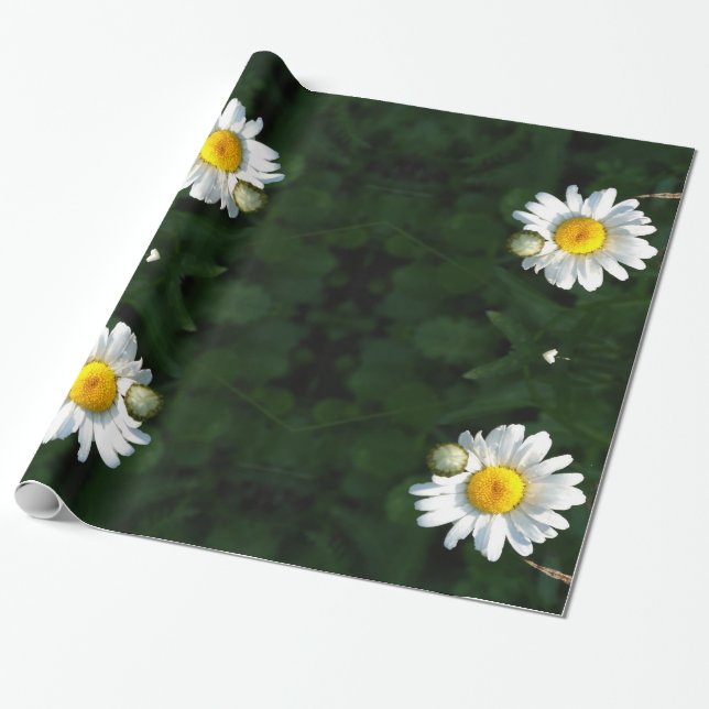 Regalo Papel de ajuste de Daisies (Desenrollado)