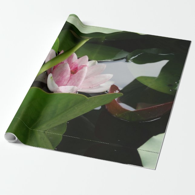 Regalo Papel de ajuste de foto de flores rosadas de Lotus (Desenrollado)