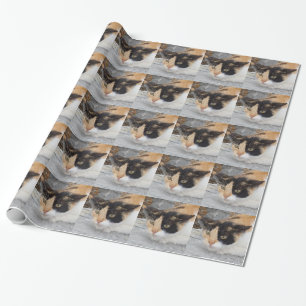 Regalo Papel de ajuste de gato