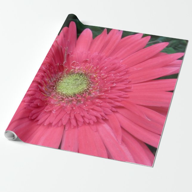 Regalo Papel de ajuste de Gerbera Daisy (Desenrollado)
