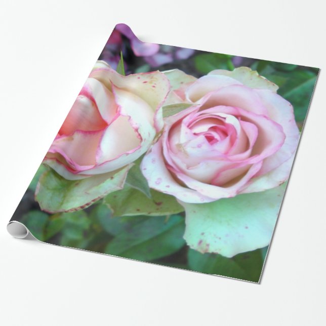 Regalo Papel de ajuste de rosas rosadas (Desenrollado)