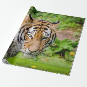 Regalo Papel de ajuste de tigre