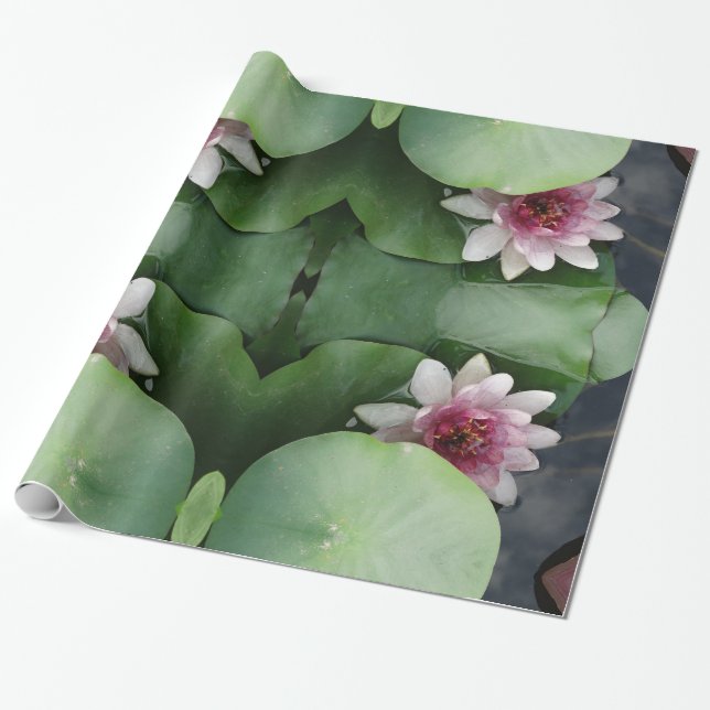 Regalo Papel de ajuste fotográfico de Lotus (Desenrollado)