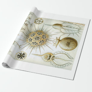 Regalo Papel de embalaje de Ernst Haeckel Phaeodaria