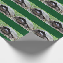Papel de embalaje feliz de la tortuga de rotura