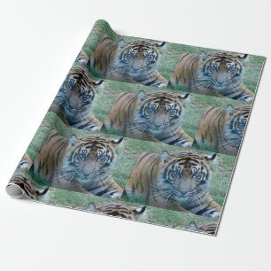 Regalo Papel de envoltura de tigre