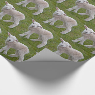 Regalo Papel de envolver Corderito