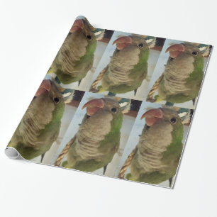 Regalo Papel de envolver de loro de cuáquero