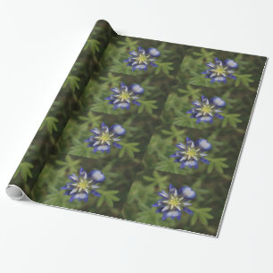 Regalo Papel de envolvimiento de Bluebonnet de Texas