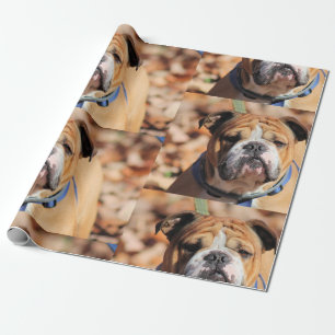Regalo Papel de envolvimiento de Bulldog de Buddy
