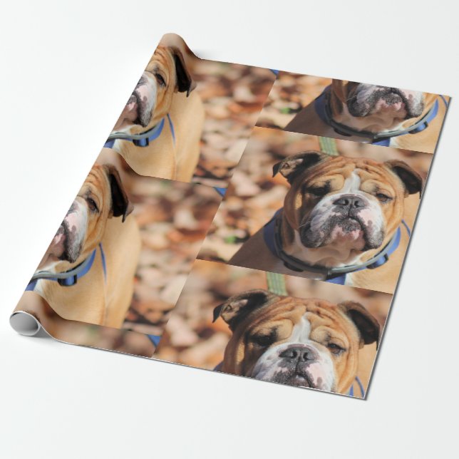 Regalo Papel de envolvimiento de Bulldog de Buddy (Desenrollado)