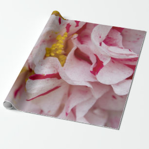 Regalo Papel de envolvimiento de camellia rayado de caram