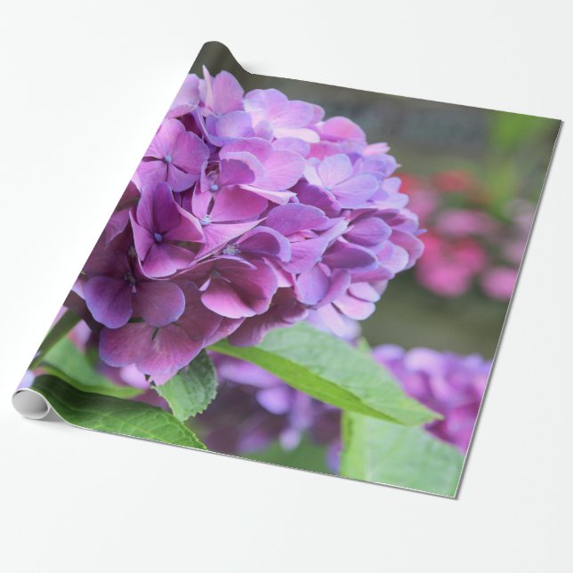 Regalo Papel de envolvimiento de hidrangea morada (Desenrollado)