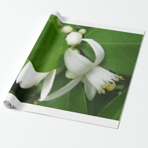 Regalo Papel de envolvimiento de naranja Blossom