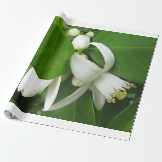Regalo Papel de envolvimiento de naranja Blossom (Desenrollado)