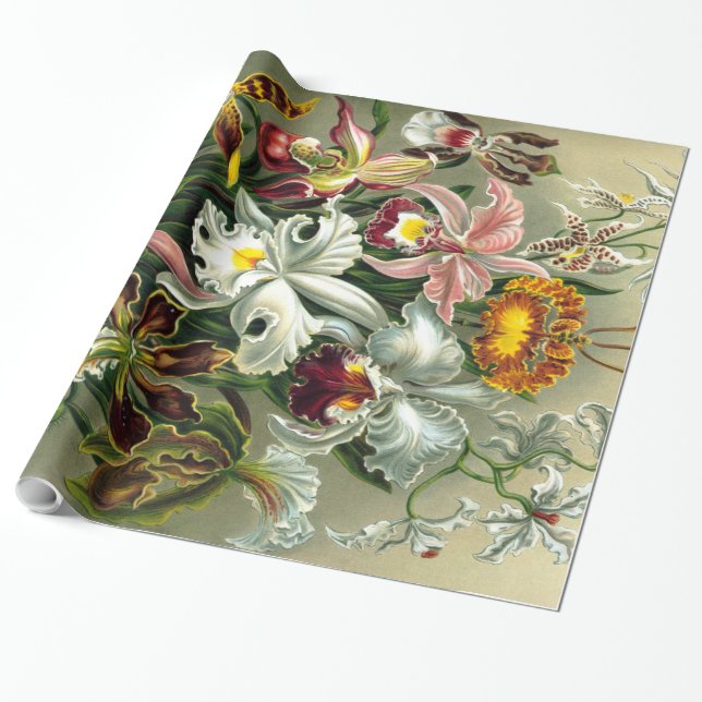 Regalo Papel de envolvimiento de Orchidaceae de Ernst Hae (Desenrollado)