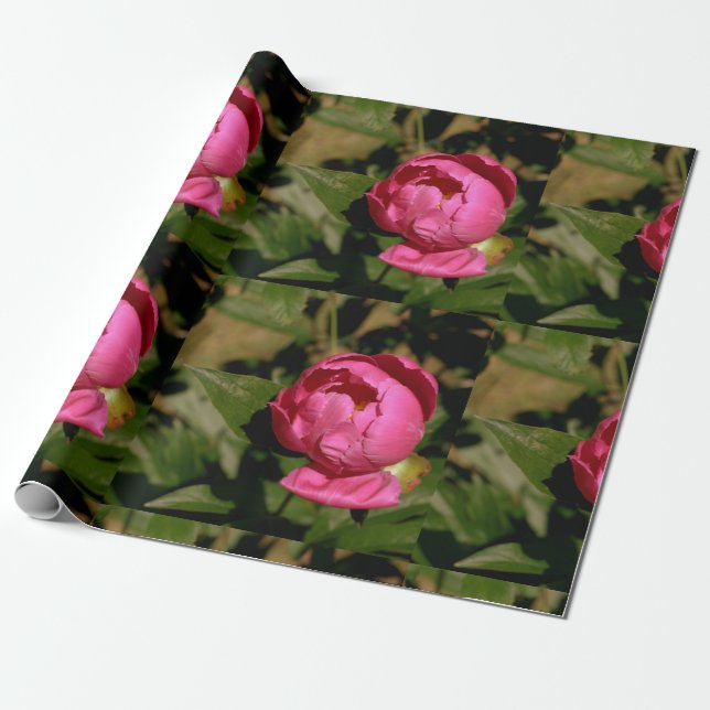 Regalo Papel de envolvimiento floral de Peony Rosa (Desenrollado)