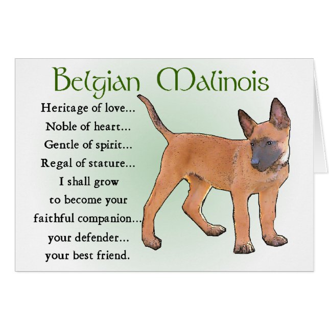 Regalos belgas de Malinois (Anverso (Horizontal))