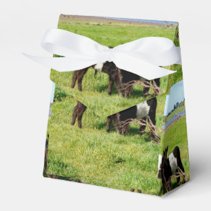Regalos Calvas Galloway con cinturón para bebé, caja de fa