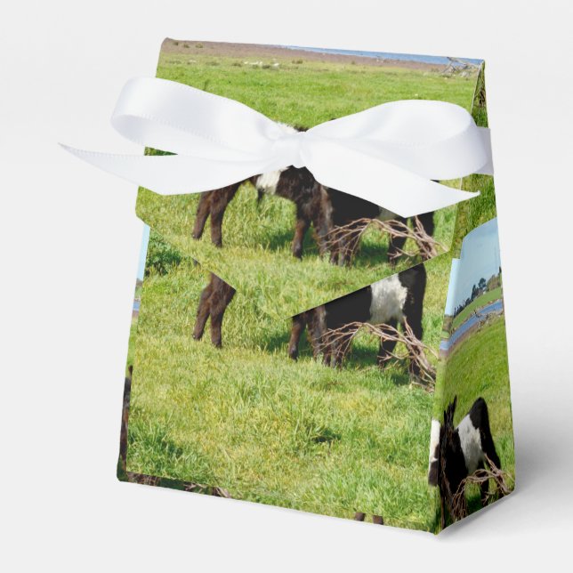 Regalos Calvas Galloway con cinturón para bebé, caja de fa (Front Side)
