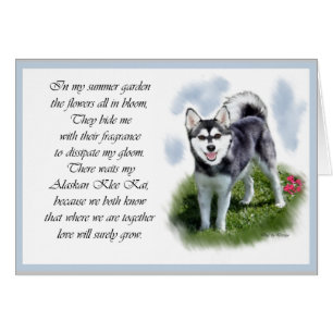 Regalos de Alaskan Klee Kai