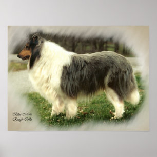 Regalos de arte Blue Merle Rough Collie