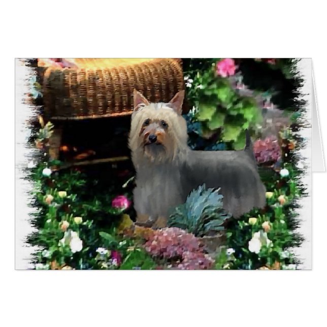 Regalos de arte de Silky Terrier (Anverso (Horizontal))