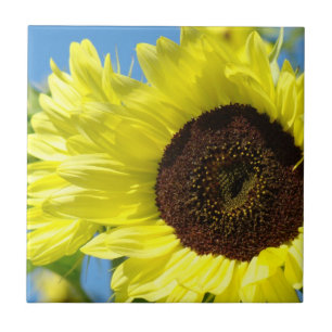 Regalos de arte en baldosas de girasoles Floral Am
