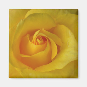 Regalos de flores de imán rosa amarillo Keepsake D