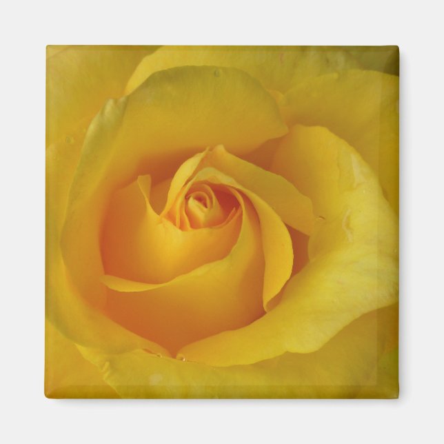 Regalos de flores de imán rosa amarillo Keepsake D (Frente)