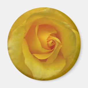 Regalos de flores de imán rosa amarillo Keepsake D