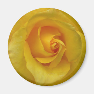 Regalos de flores de imán rosa amarillo Keepsake D