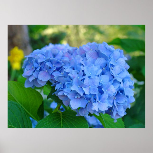 Regalos de impresión de arte Blue Hydrangea Floral (Frente)