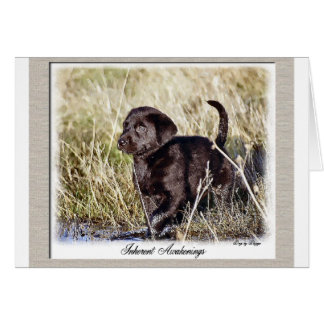 Regalos de Labrador Recuperador