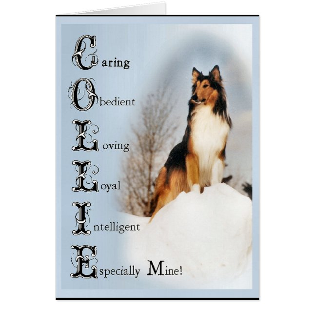 Regalos de Sable Rough Collie (Frente)