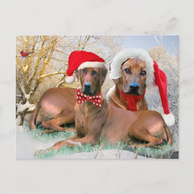 Regalos del navidad de Rhodesian Ridgeback (Anverso)