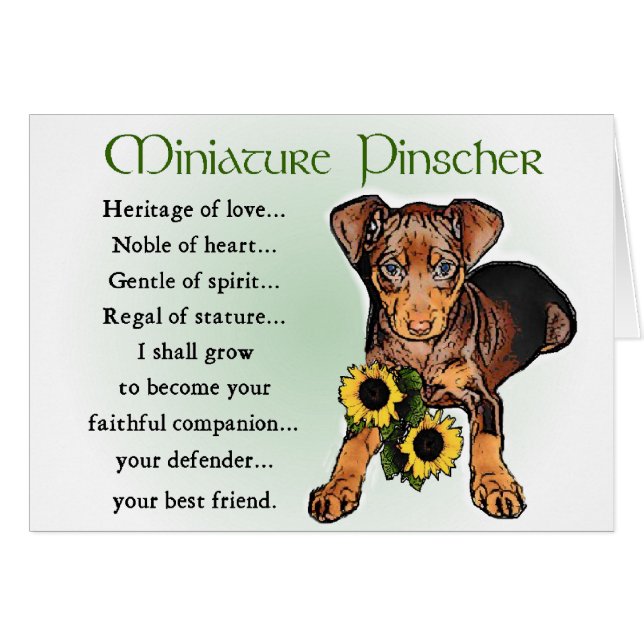 Regalos en miniatura de Pinscher (Anverso (Horizontal))