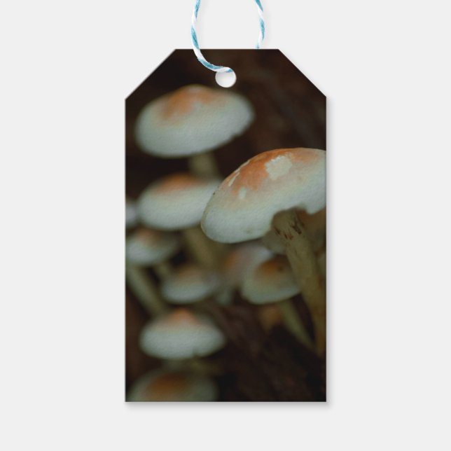 Regalos Etiquetas de regalo para hongos (Anverso)