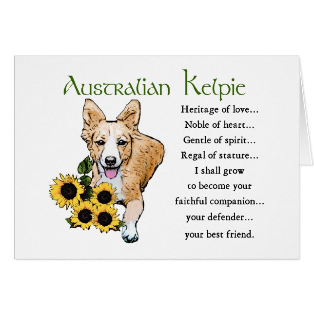 Regalos Kelpie australianos (Anverso (Horizontal))