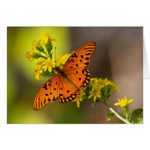 Regalos y Ropa de Mariposa del Golfo Fritillary