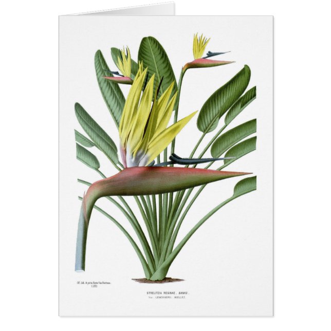 Reginae del Strelitzia (Frente)