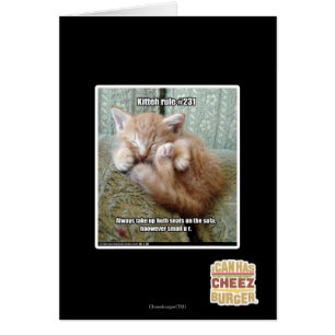 Regla #231 de Kitteh